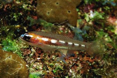 Masked Goby/Glass Goby