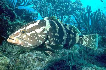 Nassau Grouper