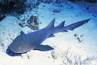 Nurse Shark
