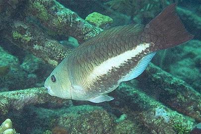 Queen Parrotfish