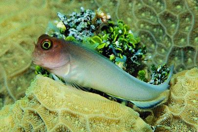Redlip Blenny