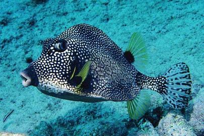 Smooth Trunkfish