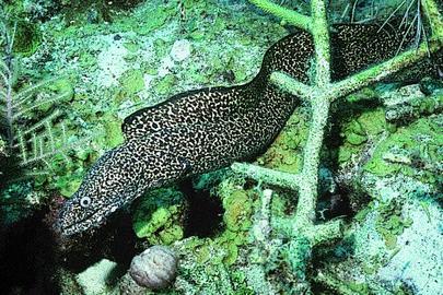Spotted Moray