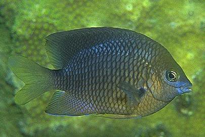 Threespot Damselfish