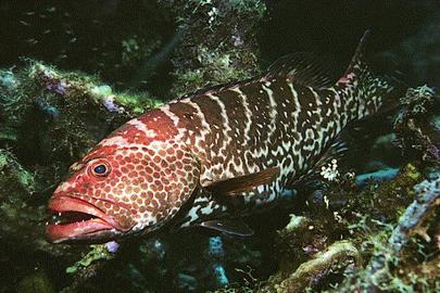 Tiger Grouper
