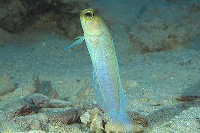 Yellowhead Jawfish