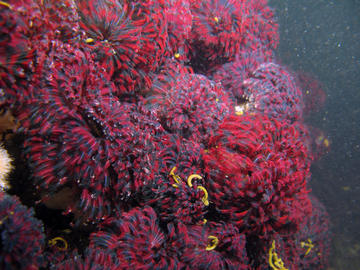Northern Feather Duster Worm (E. vancouveri)