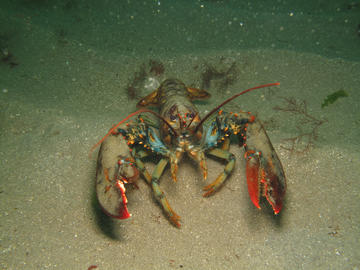 american lobster