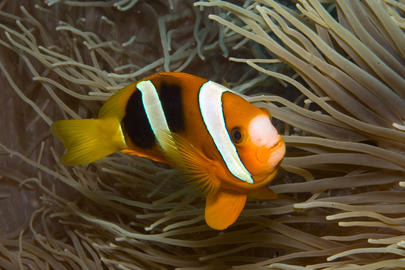 Clark's Anemonefish