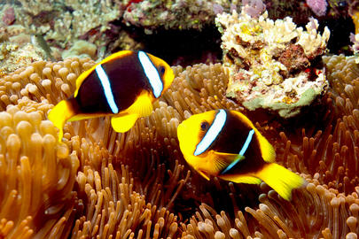 Orange-finned Anemonefish
