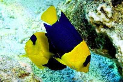 Bicolor Angelfish