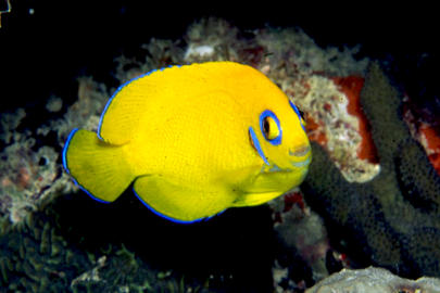 Lemonpeel Angelfish