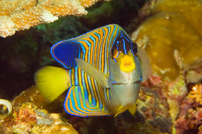 Regal Angelfish