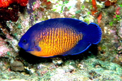 Two-spined Angelfish