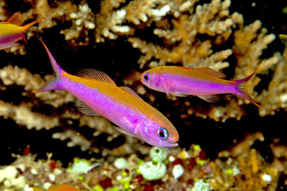 Magenta Slender Anthias