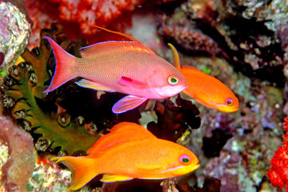 Scalefin Anthias