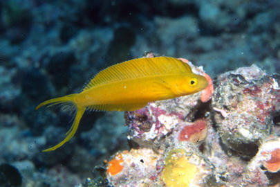 Canary Fangblenny