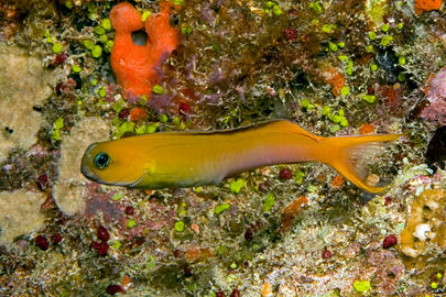 Midas Blenny