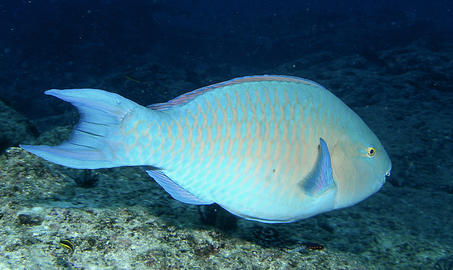 Bluechin Parrotfish