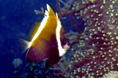 Humphead Bannerfish