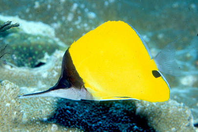 Longnose Butterflyfish