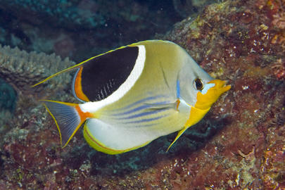 Saddled Butterflyfish