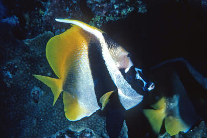 Singular Bannerfish