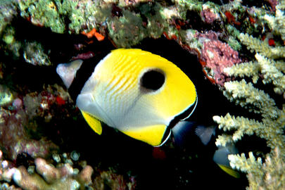 Teardrop Butterflyfish