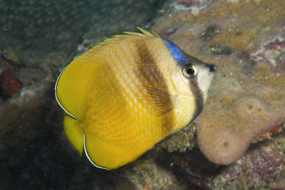 Blacklip Butterflyfish