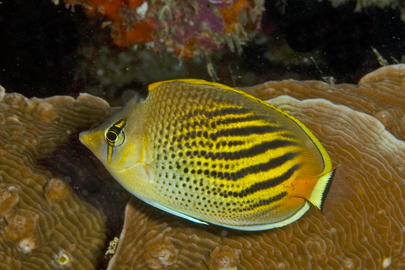 Dot & Dash Butterflyfish