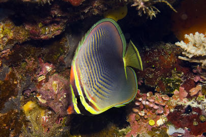 Eastern Triangular Butterflyfish