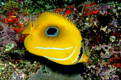Eclipse Butterflyfish