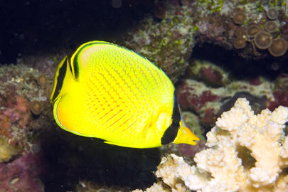 Latticed Butterflyfish