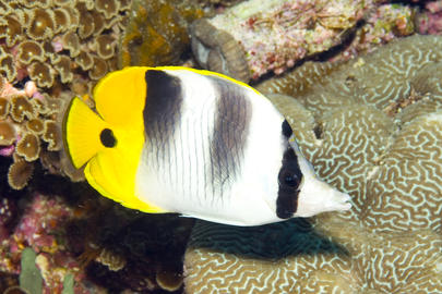 Pacific Double Saddle Butterflyfish