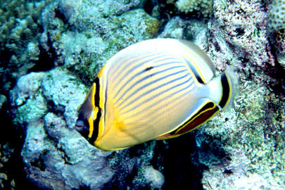 Redfin Butterflyfish