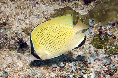 Speckled Butterflyfish