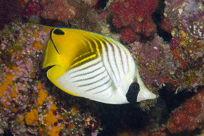 Threadfin Butterflyfish