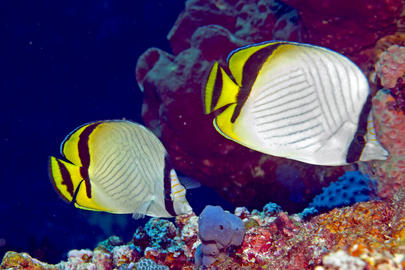 Vagabond Butterflyfish