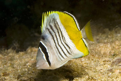 Yellowback Butterflyfish