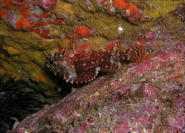 Rainbow Scorpionfish