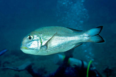 Humpnose Bigeye Bream