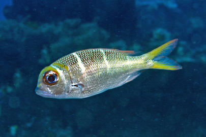 Redfin Bream