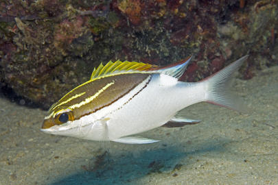 Bridled Monocle Bream