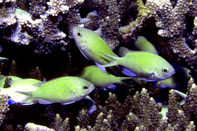 Blue-green Chromis