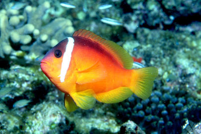Fiji Anemonefish