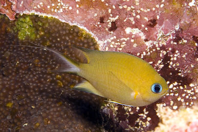 Ambon Chromis