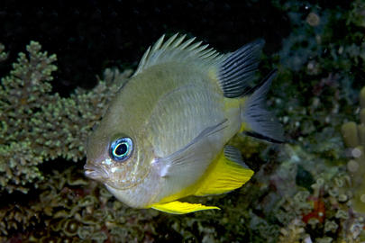 Orbicular Damsel