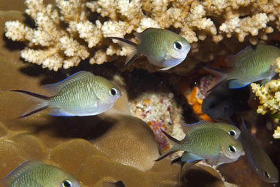 Ternate Chromis