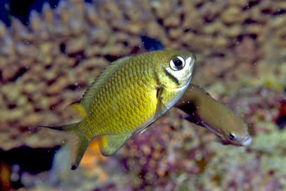 Weber's Chromis