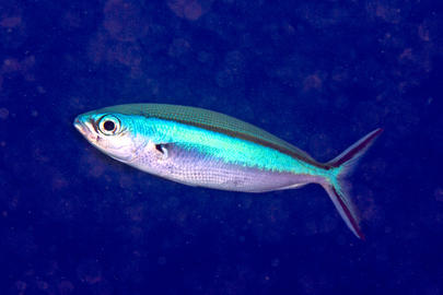 Bluestreak Fusilier